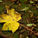 leaf_moss_autumn_maple_yellow