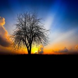tree_evening_decline_light_beams