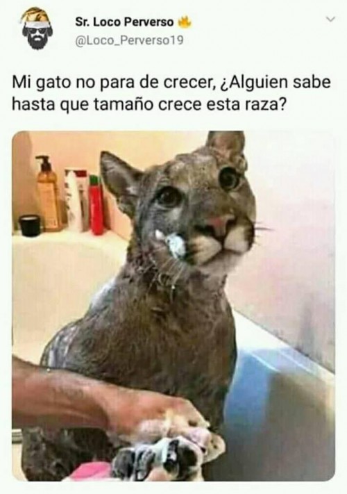 Mi-gato-no-para-de-crecer-Alguien-sabe-hasta-que-tamano-crece-esta-raza.jpg