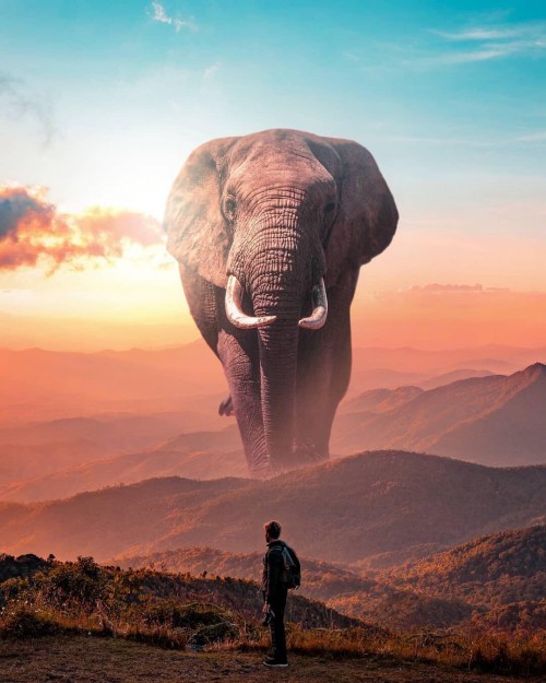 fondo-de-elefante.jpg