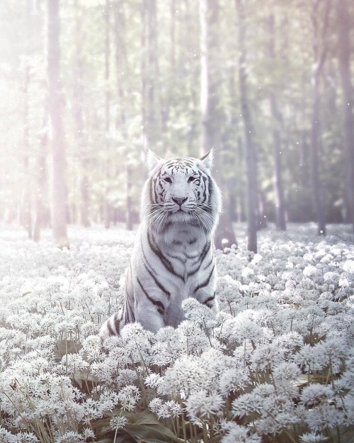 tigre-de-color-blanco.jpg