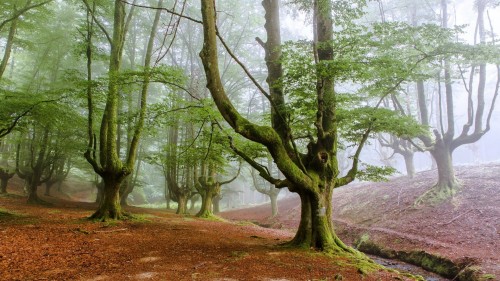 fog-trees-forest.jpg