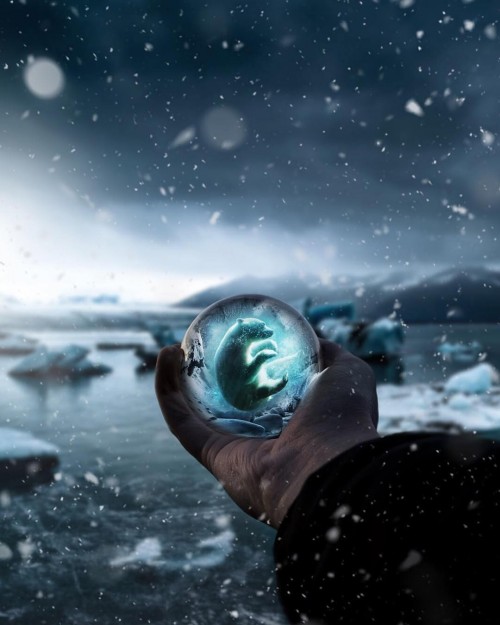 oso-polar.jpg