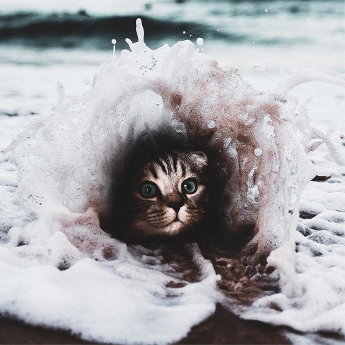 fotos-de-gatitos.jpg