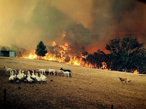 australia-animales.jpg