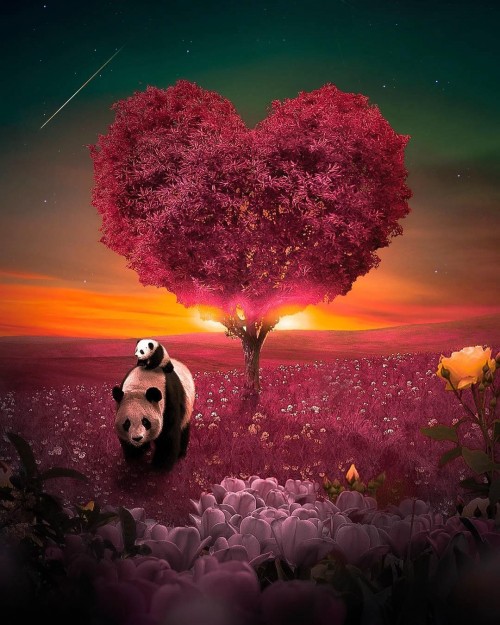 imagen-linda-2019.jpg