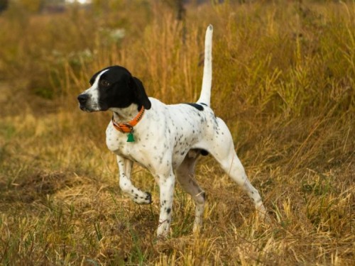 perro-alerta.jpg