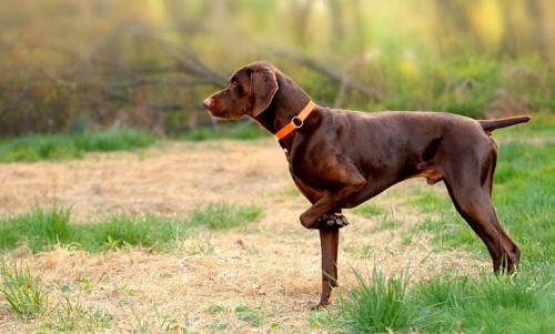 perro-atento.jpg