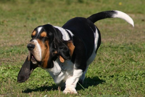 perro-cazador.jpg