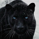 foto-con-significado-de-la-pantera-negra
