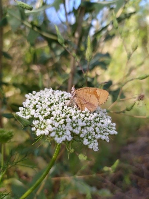 Una-mariposa-de-color-marron-posando-sobre-flores-blanca.jpg