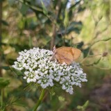 Una-mariposa-de-color-marron-posando-sobre-flores-blanca