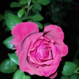 Flor-de-rosa