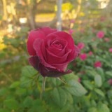 rosa-de-color-rojo-2021
