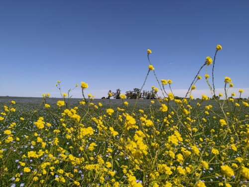 El-campo-lleno-de-flores-de-color-amarillo.jpg
