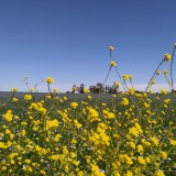 El-campo-lleno-de-flores-de-color-amarillo