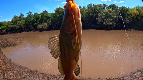 pescando-16.png