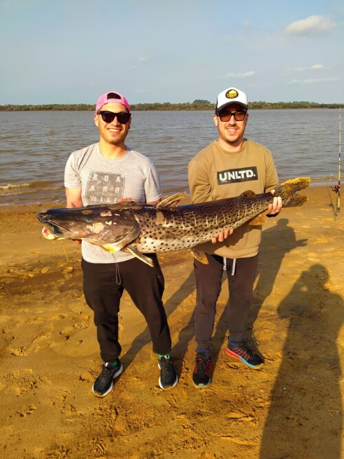 Pescadores-entrerrianos-capturaron-un-enorme-surubi-en-el-rio-Uruguay.jpg