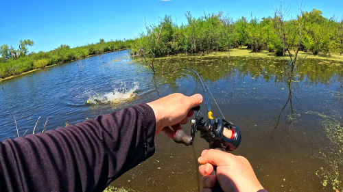 pescando-tararira-en-laguna.png