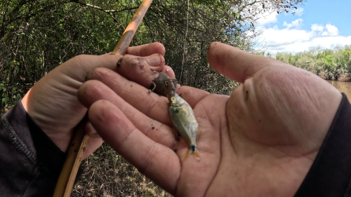 pescando-palometas-y-cocinando-boga-a-la-estaca-en-el-rio-correntoso-15.png