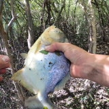 pescando-palometas-y-cocinando-boga-a-la-estaca-en-el-rio-correntoso-20
