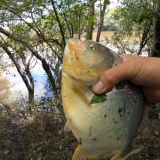pescando-palometas-y-cocinando-boga-a-la-estaca-en-el-rio-correntoso-21