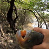 pescando-palometas-y-cocinando-boga-a-la-estaca-en-el-rio-correntoso-23