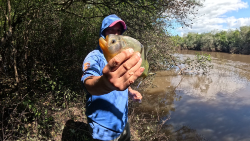 pescando-palometas-y-cocinando-boga-a-la-estaca-en-el-rio-correntoso-32.png