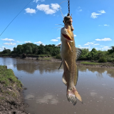 Pescando-en-un-rio-lleno-de-tarariras-y-bagres-sapos-10
