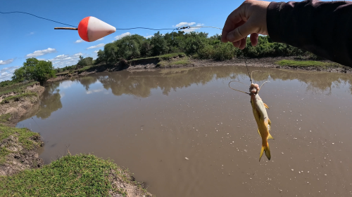 Pescando-en-un-rio-lleno-de-tarariras-y-bagres-sapos-11.png