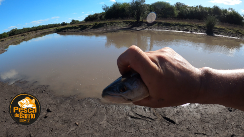 Pescando-en-un-rio-lleno-de-tarariras-y-bagres-sapos-28.png