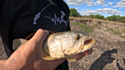 Pescando-en-un-rio-lleno-de-tarariras-y-bagres-sapos-29.png
