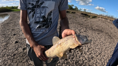 Pescando-en-un-rio-lleno-de-tarariras-y-bagres-sapos-34.png