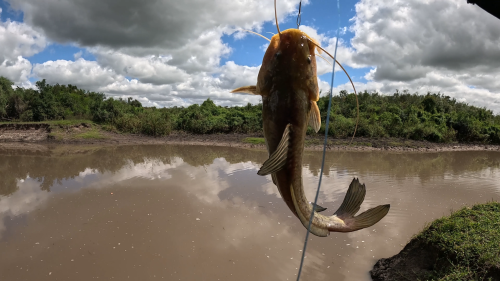 Pescando-en-un-rio-lleno-de-tarariras-y-bagres-sapos-4.png