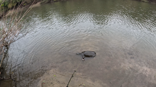 pesca-en-arroyo-3.png