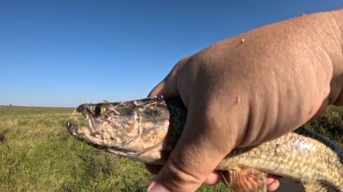 Dia-de-pesca-en-Colonia-Baylina-20.png