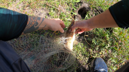 Dia de pesca y carne asada en un arroyo de Herrera Entre Rios 15