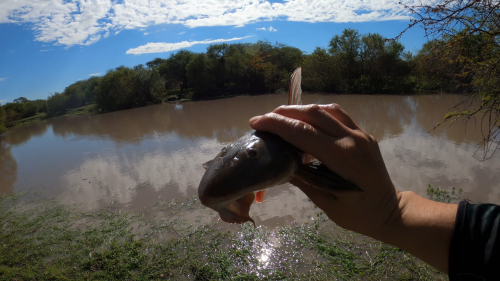 Dia-de-pesca-y-carne-asada-en-un-arroyo-de-Herrera-Entre-Rios-19.png