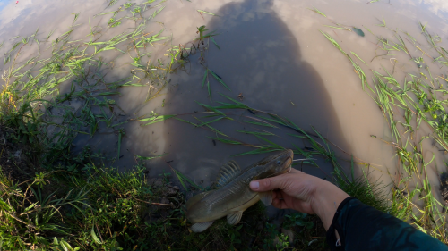 Dia de pesca y carne asada en un arroyo de Herrera Entre Rios 8