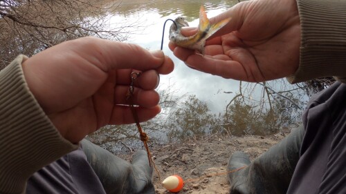 pescando-en-el-arroyo-urquiza-y-cocinando-sopa-de-pescado-111.jpg