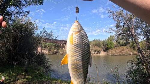 pescando-en-el-arroyo-urquiza-y-cocinando-sopa-de-pescado-28.jpg