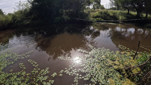 Pesca-de-tarariras-en-arroyo-pasito-de-las-piedras-4.png