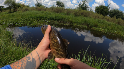 pesca-de-tarariras-en-arroyo-lleno-de-camalotes-20.png