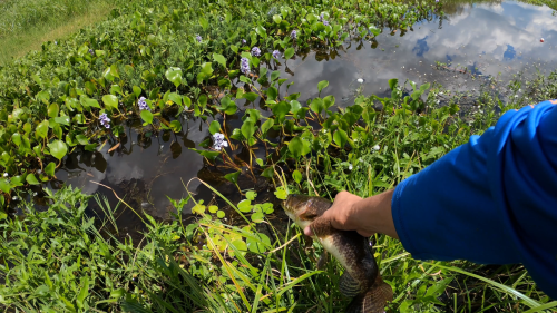 pesca-de-tarariras-en-arroyo-lleno-de-camalotes-22.png