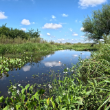 pesca-de-tarariras-en-arroyo-lleno-de-camalotes-4