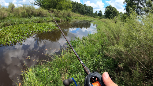 pesca-de-tarariras-en-arroyo-lleno-de-camalotes-9.png