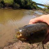Pesca-y-cocina-en-laguna-explotada-de-tarariras-en-Colon-6