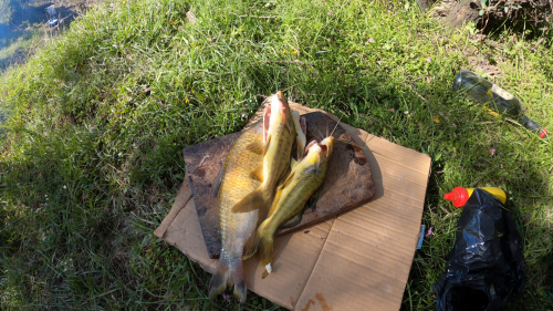 Pescando-y-cocinando-en-el-Rio-Gualeguaychu-Ruta-39--11.png