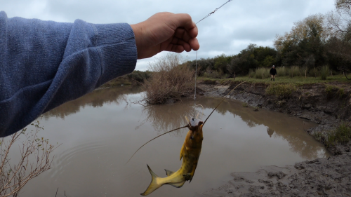 Pescando y cocinando en el Rio Gualeguaychu (Ruta 39) 🔥 31
