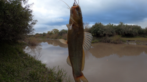 Pescando-y-cocinando-en-el-Rio-Gualeguaychu-Ruta-39--47.png